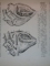 ANATOMIA ANIMALELOR DOMESTICE de D. M. AVTOCRATOV , 1952