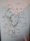 ANATOMIA OMULUI , APARATUL GENITAL de G. LUPU , Bucuresti 2007 *PREZINTA SUBLINIERI IN TEXT