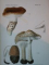 ATLAS DES CHAMPIGNONS DE FRANCE, SUISSE ET BELGIQUE par LEON ROLLAND  1910