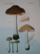 ATLAS DES CHAMPIGNONS DE FRANCE, SUISSE ET BELGIQUE par LEON ROLLAND  1910