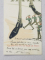 CARTE POSTALA TRIPLA , DESEN SATIRIC , GERMANIA  , 1910