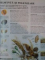 ENCICLOPEDIA COPIILOR , 1993