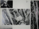 IN DONAU DELTA de DAN GRIGORESCU  1967