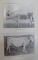STUDIU DESPRE ANIMALELE DOMESTICE DIN ROMANIA de N. FILIP, G. MANOLESCU  1912