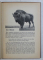 WISENT UND ELCH ( ZIMBRUL SI ELANUL ) von KURT FLOERIDE , 1930