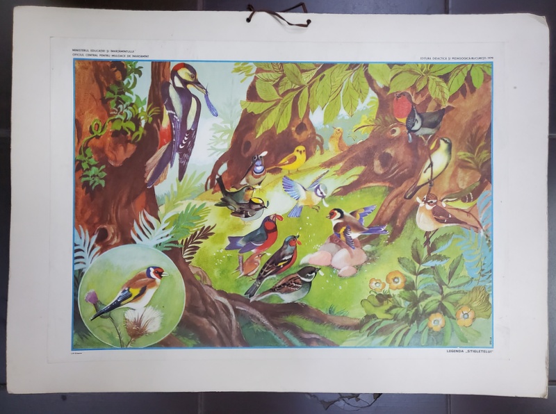 '' LEGENDA STICLETELUI '' , PLANSA DIDACTICA NR. 52 , 1979