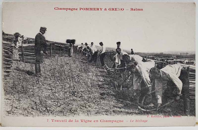 LUCRATORI LA PODGORIE  IN CHAMPAGNE , FRANTA , CARTE POSTALA , INCEPUTUL SEC. XX