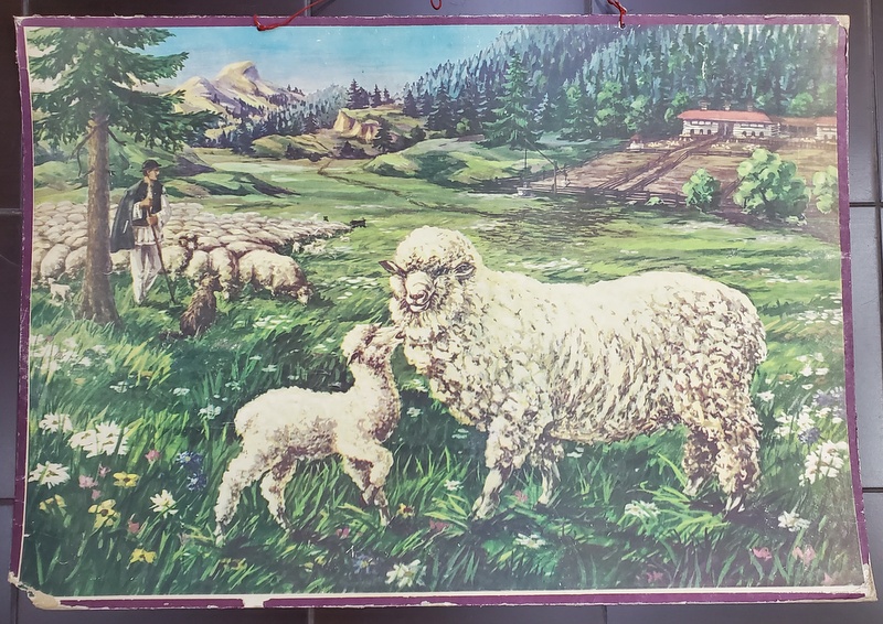 TURMA DE OI LA MUNTE , PLANSA DIDACTICA NR. 85, 1967