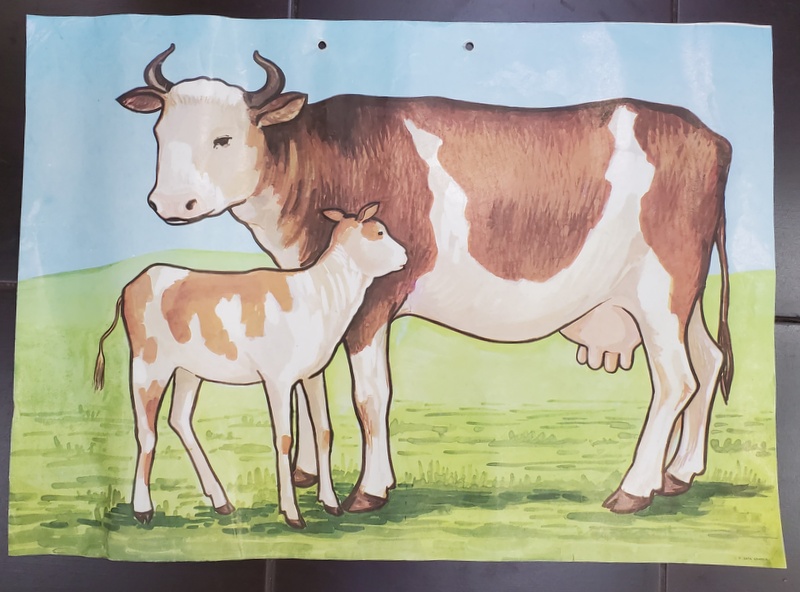 VACA CU VITEL / GASCA  ,  PLANSA DIDACTICA DUBLA , FATA / VERSO , NR. 61 , ANII '90