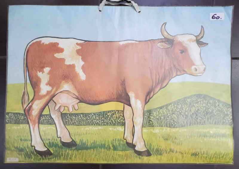 VACA PE CAMP / CATEL ADORMIT ,  PLANSA DIDACTICA DUBLA , FATA / VERSO , NR. 60 , ANII '90